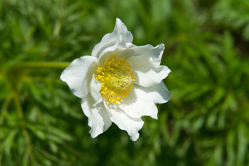 110529_T6526_Hahnenkamm.jpg - Küchenschelle am Hahnenkamm (Reutte)