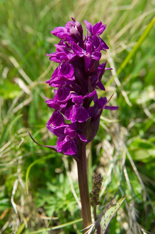 110529_T6561_Hahnenkamm.jpg - Knabenkraut unterhalb der Lechaschauer Alm