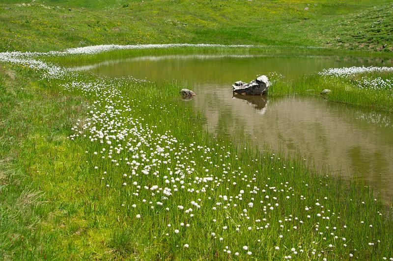 110626_T6680_Rappensee.jpg - Tümpel mit Wollgras bei der Rappenseehütte