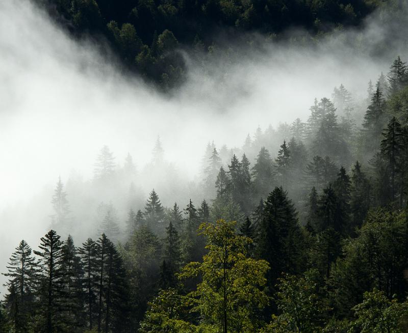 110828_T7839_Schmaleggerjoch.jpg - Nebelstimmung bei Riedenberg