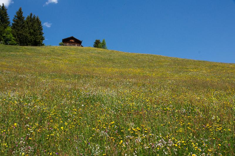 140609_1205_T02453_Rastkogel_hd.jpg - Frühsommerliche Bergwiese im Zillertal