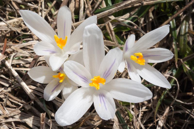 160410_1538_T06605_Reutte_hd.jpg - Krokusse!