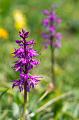 110529_T6565_Hahnenkamm