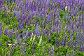 140619_1043_T02460_Schmitten_hd