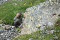 160729_1144_T08090_Rinnennieder_hd