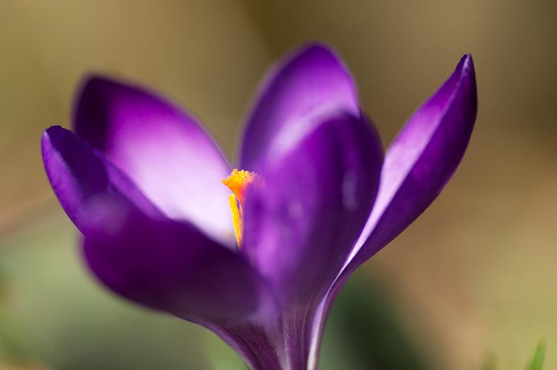 120318_1018_T00189_Garten.jpg - Krokus - endlich Frühling!