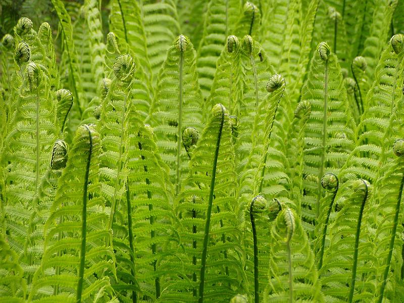 P5090019_040509_BotGartM_Farne.jpg - Farne im Botanischen Garten, München