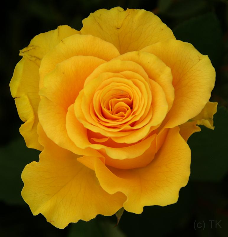 PICT52377_050430_BUGA_Rose_c.jpg - BuGa 2005, München
