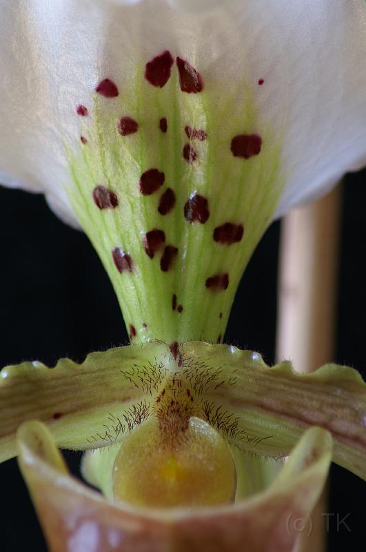 PICT60080_061126_Orchidee.jpg - Orchidee