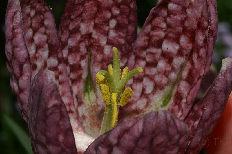PICT70837_070415_Schachbrett.jpg - Schachbrettblume
