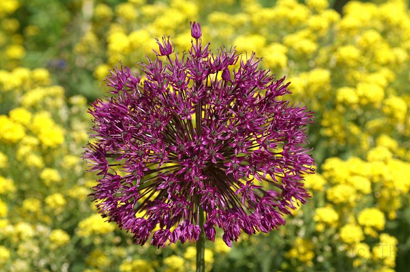 PICT86834_080513_BotGart.jpg - Botanischer Garten München, Zierlauch
