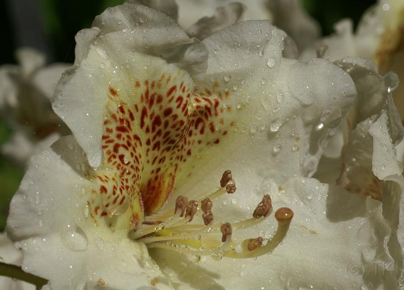 PICT86874_080513_BotGart_c.jpg - Botanischer Garten München, Rhododendron