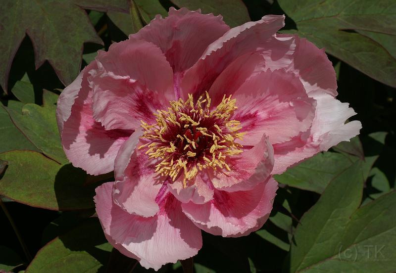 PICT86894_080513_BotGart_c.jpg - Botanischer Garten München, Pfingstrose