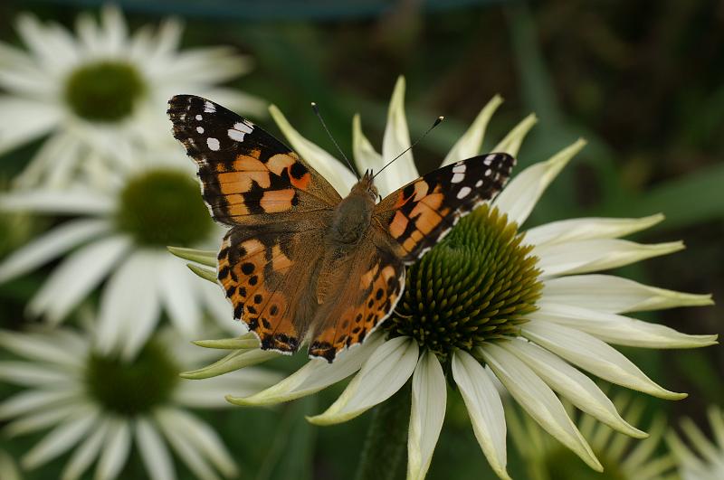 PICT9A2623_090712_BotGart.JPG - Botanischer Garten München