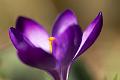 120318_1018_T00189_Garten