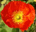 PICT52410_050513_BUGA_Mohn_c