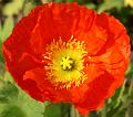 PICT52410_050513_BUGA_Mohn_c