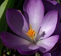 PICT85730_080315_Garten_c