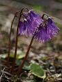 PICT86685_080510_Feilkopf_Alpengloeckchen_c