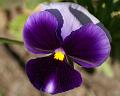 PICT86824_080513_BotGart_c