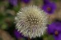 PICT86856_080513_BotGart