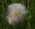 PICT86863_080513_BotGart_c