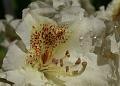 PICT86874_080513_BotGart_c