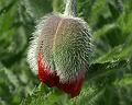 PICT86885_080513_BotGart_c