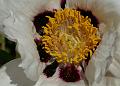 PICT86887_080513_BotGart_c