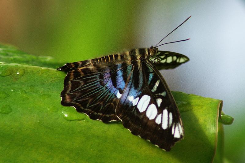 110311_ADSC00373_Schmetterlinge.jpg - Schmetterling, Botanischer Garten München