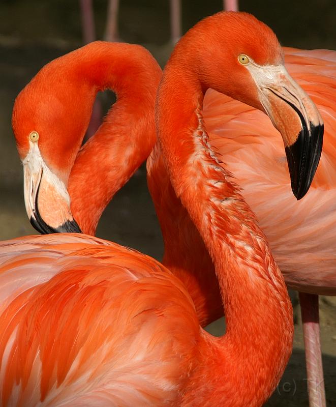 PICT52032_050423_Hellabrunn_Flamingos_c.jpg - Flamingos im Tierpark Hellabrunn, München