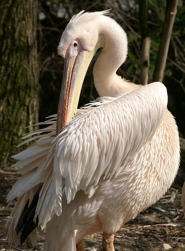 PICT66867_060501_Hellabrunn_Pelikan_c.jpg - Pelikan im Tierpark Hellabrunn, München