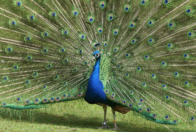 PICT66933_060501_Hellabrunn_Pfau_c.jpg - Pfau im Tierpark Hellabrunn, München