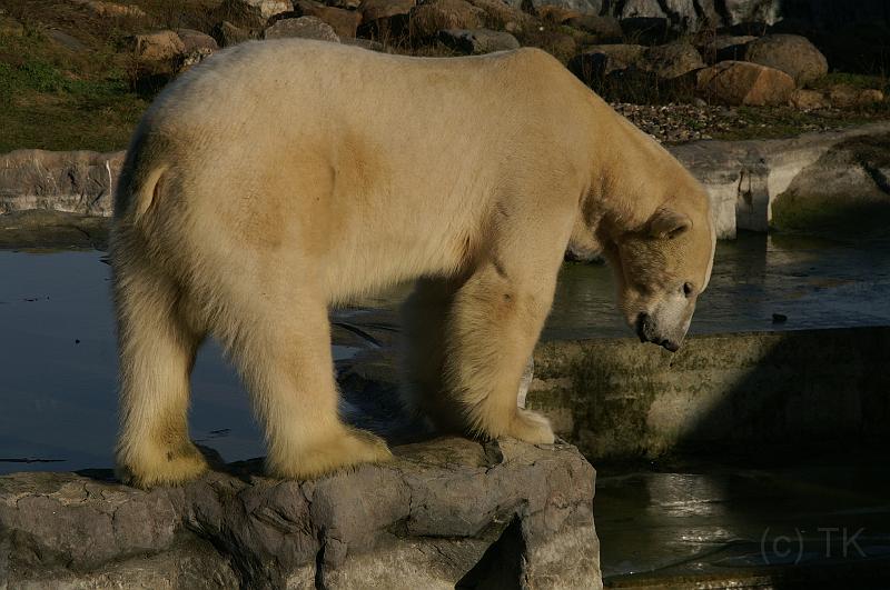 PICT75180_071228_ZOOM.jpg - Eisbär, ZOOM / Gelsenkirchen