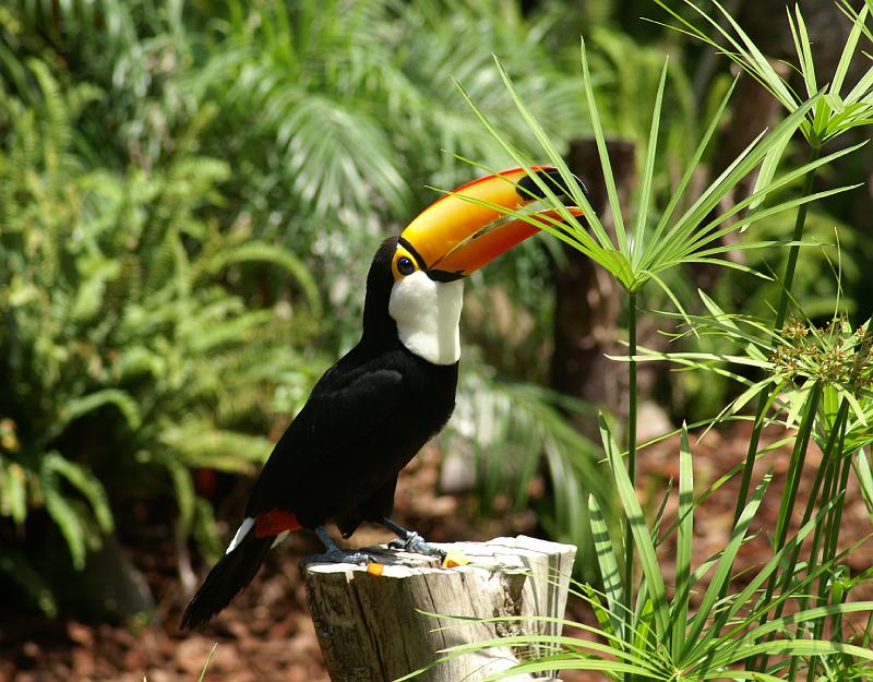 PICT81555_080626_FuengirolaZoo_c.jpg - Zoo Fuengirola: Der Tucan ist einer der Stars der Tiervorführung!