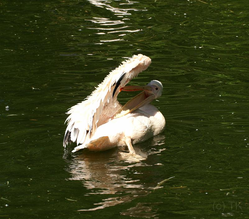 PICT86608_080508_Hellabrunn_c.jpg - Ich lach mir 'n Ast!