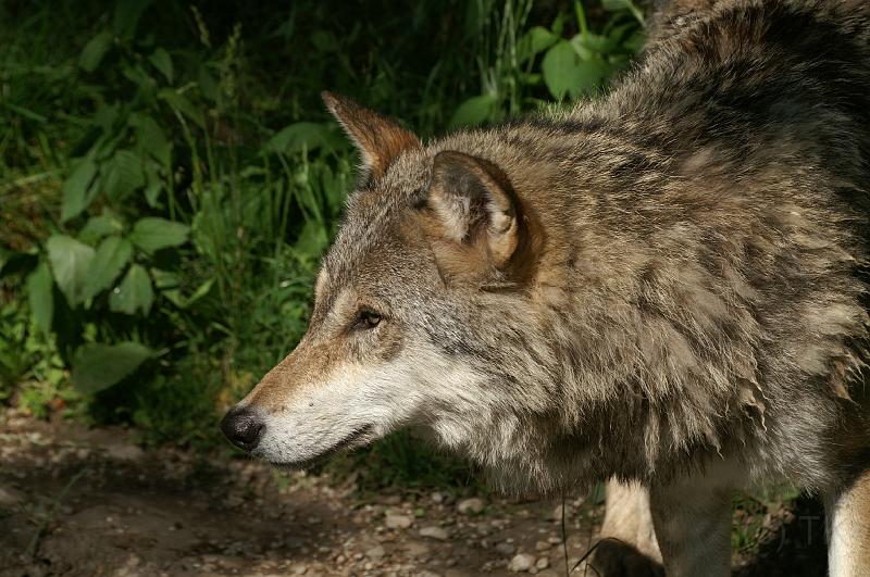PICT96037_090614_Hellabrunn.jpg - Wolf, Tierpark Hellabrunn