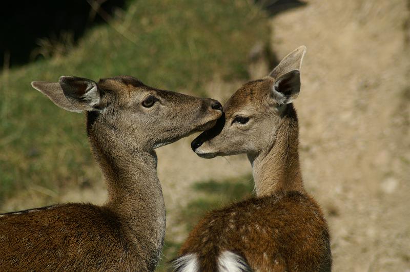 PICT9A3399_091007_Aurach.JPG - Wildpark Aurach bei Kitzbühel
