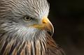 100402_T0762_FalkenhofRosenburg