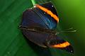 110311_ADSC00331_Schmetterlinge