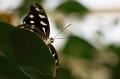 110311_ADSC00416_Schmetterlinge