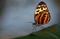 110311_ADSC00481_Schmetterlinge