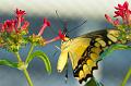110311_T4528_Schmetterlinge