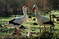 110403_T4906_WildparkPoing