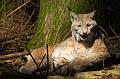 110403_T5055_WildparkPoing
