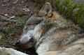 110403_T5066_WildparkPoing