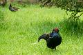 130512_0912_A07569_Bayerwald_hd