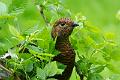 130512_1012_T00661_Bayerwald_hd