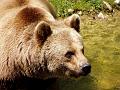 P1010072_040520_Hellabrunn_Braunbaer