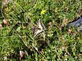 P8070008_030902_KlPoelven_Schwalbenschwanz